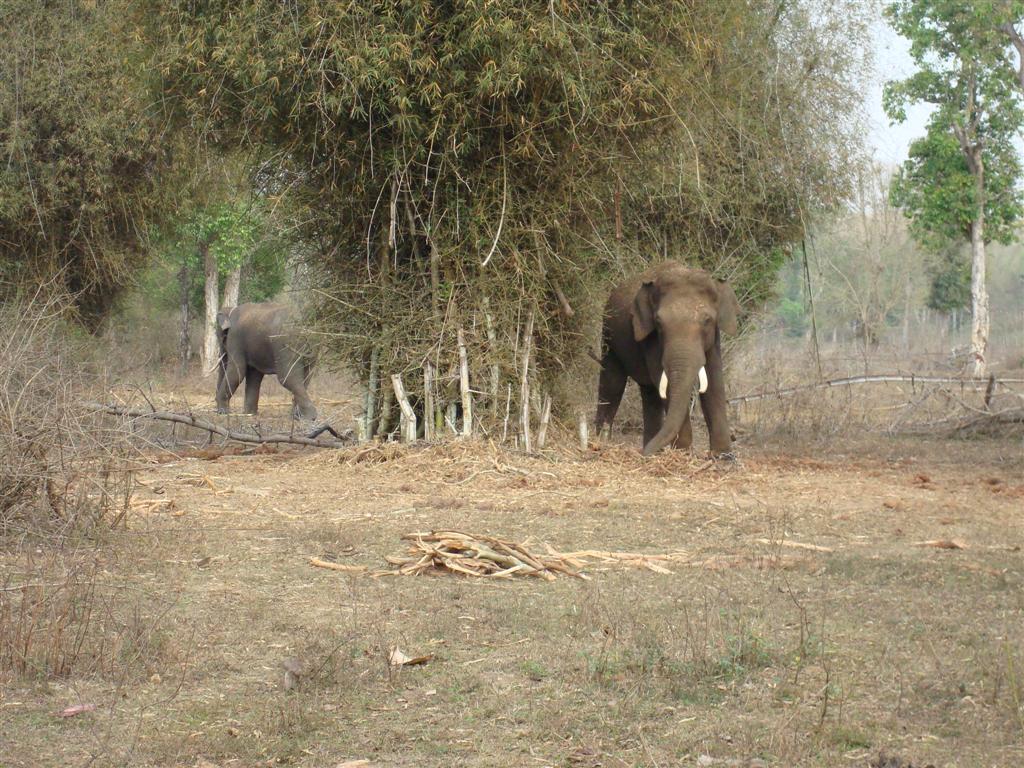 karnataka-tourist-spots-4-dubare-elephan